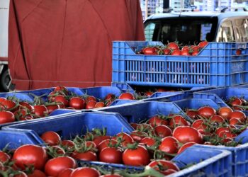 Domatesi çöpe döken işletmeciye rekor ceza