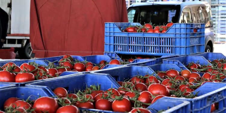 Domatesi çöpe döken işletmeciye rekor ceza