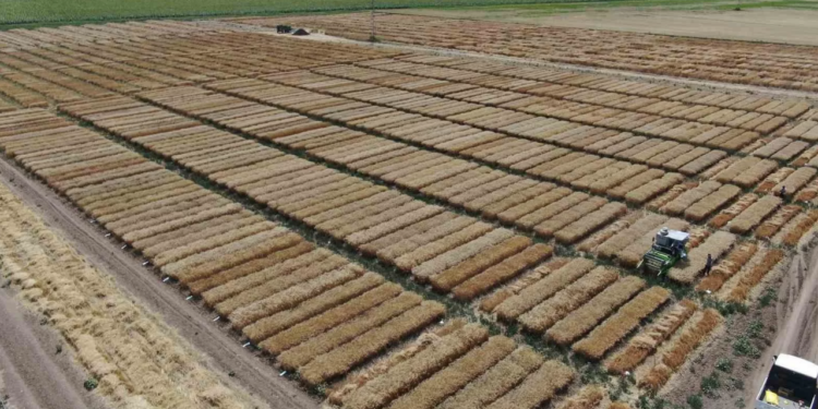 Dünyanın Gözü Türkiye'deki Bu Tarlada! Başarılırsa Tarihe Geçilecek