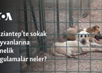 Gaziantep’te sokak hayvanlarına yönelik uygulamalar neler?