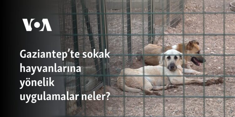 Gaziantep’te sokak hayvanlarına yönelik uygulamalar neler?