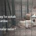 Gaziantep’te sokak hayvanlarına yönelik uygulamalar neler?
