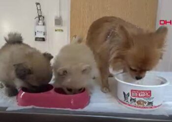 Evdeki işkenceden kurtarılan köpekleri, 11 dernek ve 32 kişi sahiplenmek istedi