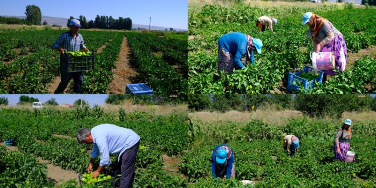 Geçen ay tarlada 10 bin lira olan elektrik faturası bu ay 30 bin lira