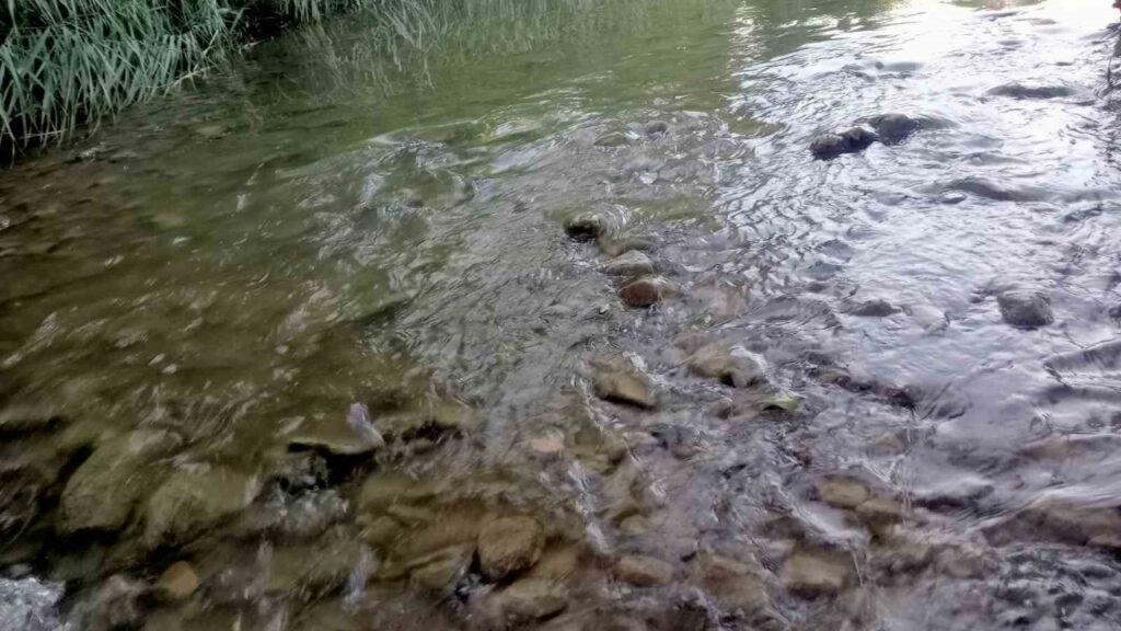 Gediz Nehri'nde Tedirgin Eden Balık Ölümleri