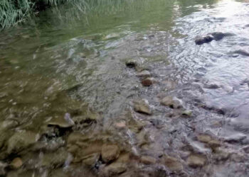 Gediz Nehri'nde Tedirgin Eden Balık Ölümleri