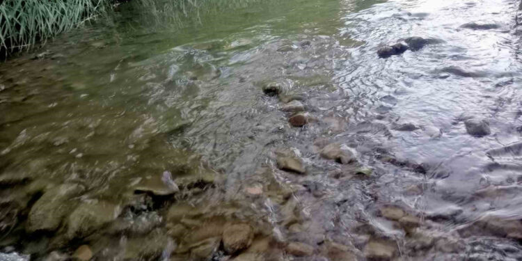 Gediz Nehri'nde Tedirgin Eden Balık Ölümleri