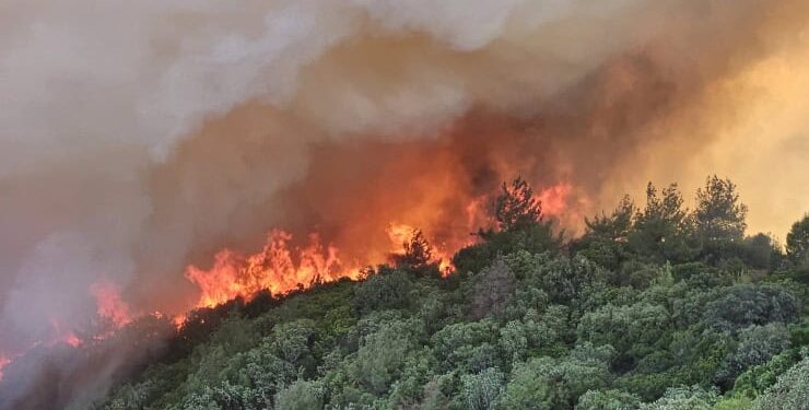 Gelibolu Yarımadası’nda orman yangını