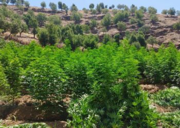 Gizli tutulan uyuşturucu operasyonundan ortaya çıkanlar: “Emniyette cemaatler savaşı yaşanıyor”