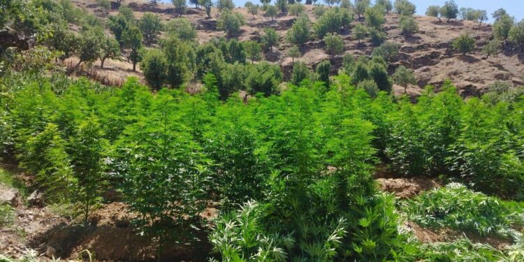 Gizli tutulan uyuşturucu operasyonundan ortaya çıkanlar: “Emniyette cemaatler savaşı yaşanıyor”