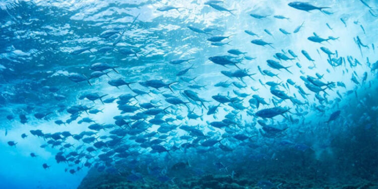 Güney balıkları kuzey sularına akın ediyor