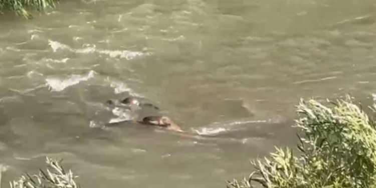Hakkari'de Görüntülendi! Hem de 3 Tane Birden
