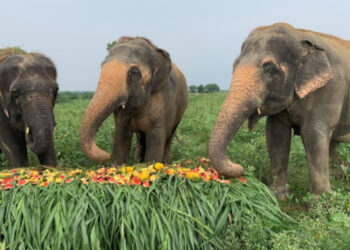 Hindistan'da 'fil saldırılarından koruyan' uygulama geliştirildi