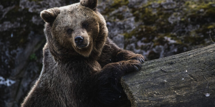 İSVEÇ | Hükümet izin verdi; avcılar iki günde 150’den fazla boz ayıyı öldürdü
