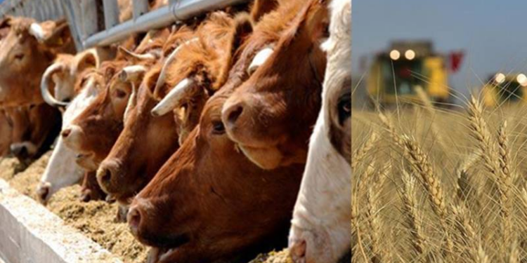 İktidar partisinin, tarımda yarattığı tahribatı onarma şansı kalmamıştır