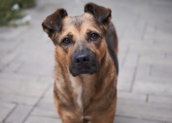 İngiliz Basını Utanç Yasasını Manşete Aldı: Türkiye Hayvan Katliamına Karşı Ayakta