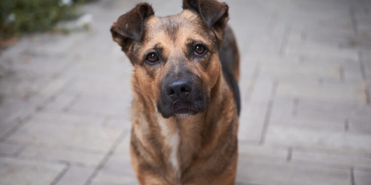 İngiliz Basını Utanç Yasasını Manşete Aldı: Türkiye Hayvan Katliamına Karşı Ayakta