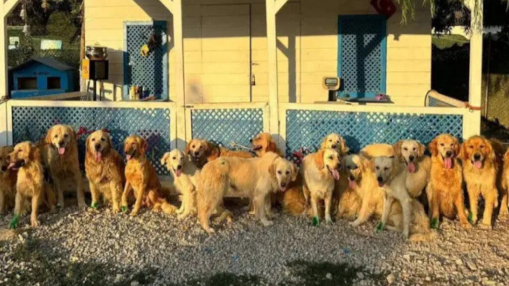 İngiltere'deki Yardım Kuruluşu, Türkiye'deki Köpekler İçin 'Kurtarma Projesi' Başlattı