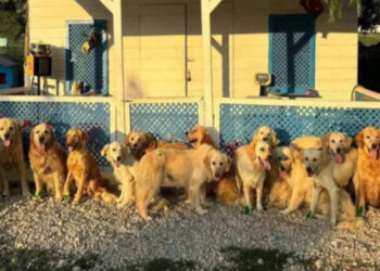 İngiltere'deki Yardım Kuruluşu, Türkiye'deki Köpekler İçin 'Kurtarma Projesi' Başlattı
