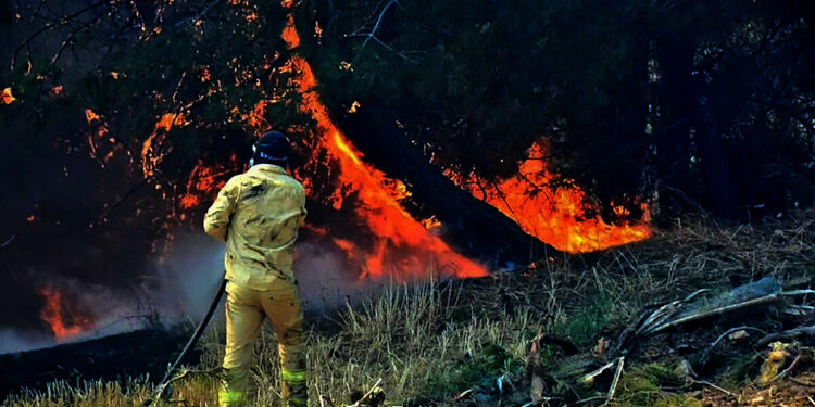 İşe gitmemek için ormanı ateşe vermişler