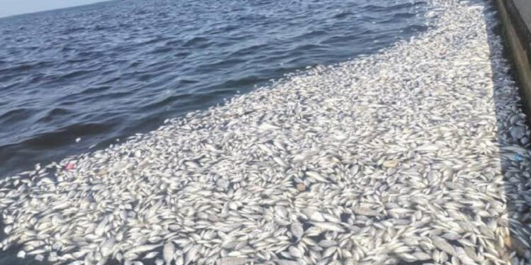 İzmir'de Korkutan Görüntü! Balıklar Neden Ölüyor?