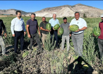 Karpuzun maliyeti beş lira, tüccar bir liraya alıyor, pazarda 15 liraya satıyor