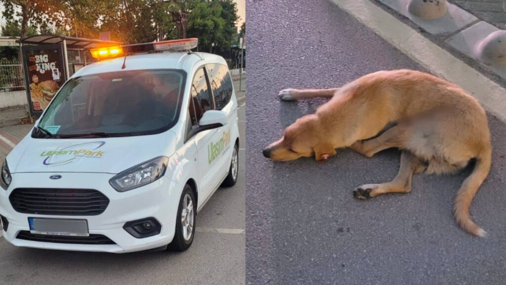 Kocaeli’de belediye iştirakine ait araç sokak köpeğine çarptı, tedaviye götürmeyi kabul etmedi