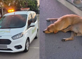 Kocaeli’de belediye iştirakine ait araç sokak köpeğine çarptı, tedaviye götürmeyi kabul etmedi