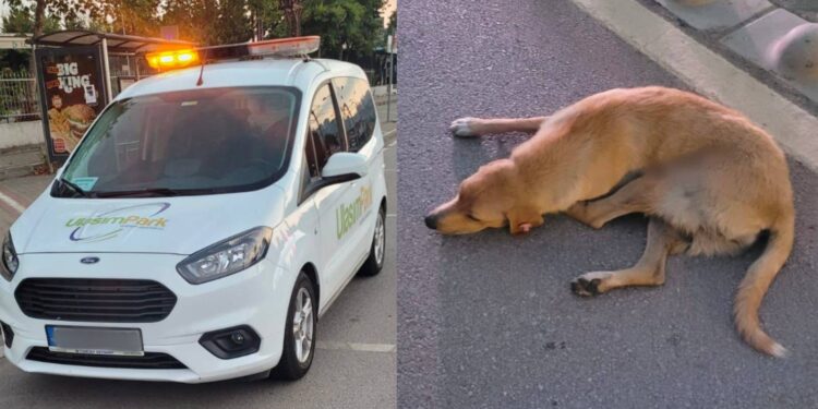 Kocaeli’de belediye iştirakine ait araç sokak köpeğine çarptı, tedaviye götürmeyi kabul etmedi