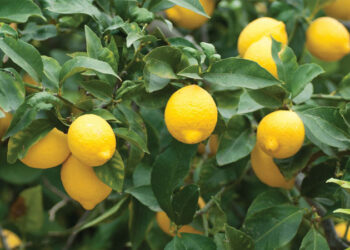 Limon fiyatları neden çok yükseldi?