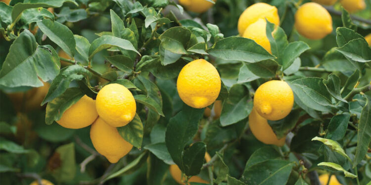 Limon fiyatları neden çok yükseldi?