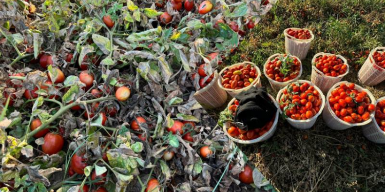 Manisa Salihli'de yaşayan üretici Ahmet Çankaya, masrafını karşılamadığı için domates tarlasını halka açtı
