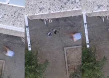 Manisa'da Vahşet! 3 Yavru Kediyi Sopayla Vurarak Katletti