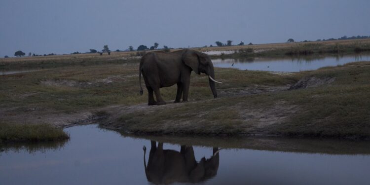 NAMİBYA | Kuraklık ve açlıkla boğuşan ülke, çareyi fil ve zebra eti dağıtmakta buldu
