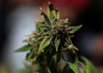 New York’ta yasa dışı marihuana satışı yapan 1000 dükkân mühürlendi