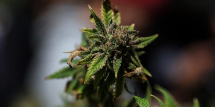 New York’ta yasa dışı marihuana satışı yapan 1000 dükkân mühürlendi