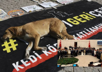 Organize suç çeteleri sokaklarda cirit atarken kimse onları uyutalım demiyor