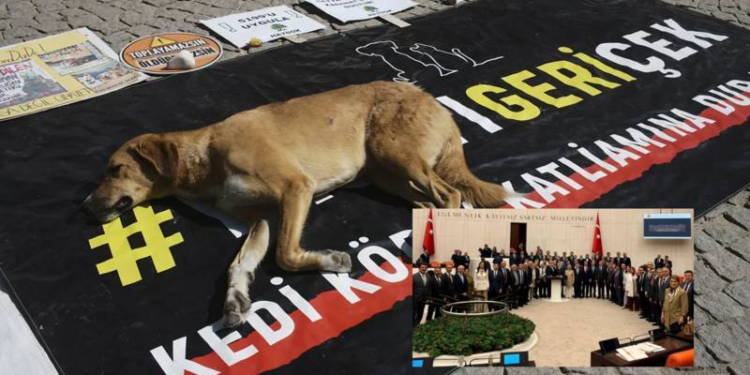 Organize suç çeteleri sokaklarda cirit atarken kimse onları uyutalım demiyor