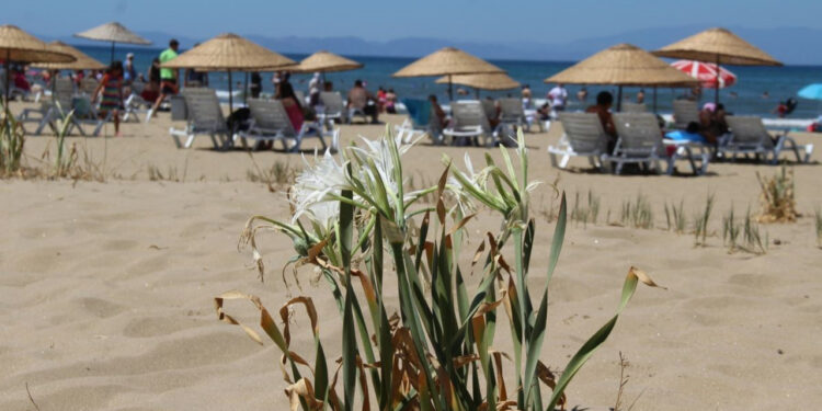 Pamucak’ta Dikkat Çeken Kum Zambakları