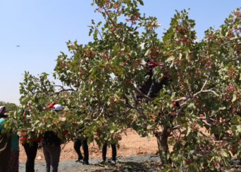 Rekor Kıran Hasadı Çiftçiler Yerlerden Topladı