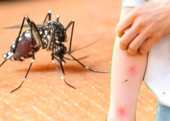 Sağlık Bakanlığı'ndan 'Batı Nil Virüsü' Açıklaması: 6 Kişide Tespit Edildi