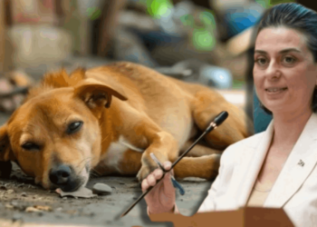 Sinem Dedetaş 'Katliam Yasası'na Karşı Harekete Geçti