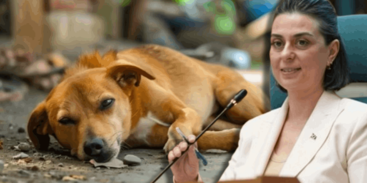 Sinem Dedetaş 'Katliam Yasası'na Karşı Harekete Geçti