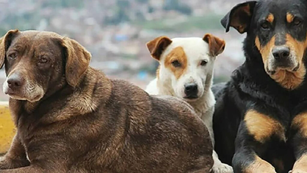 Sokak Köpeklerinin ‘Katledilmesine’ Karşı Boykot: Türkiye’ye Gitmeyin!