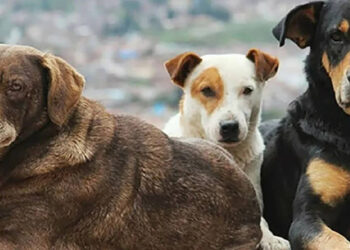 Sokak Köpeklerinin ‘Katledilmesine’ Karşı Boykot: Türkiye’ye Gitmeyin!