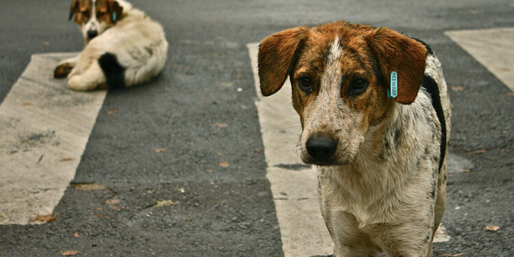 Sokak hayvanlarına ilişkin yasa teklifi CHP tarafından AYM’ye taşınıyor