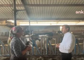 Süt hayvanları yine kesime gidecek; batan, satılan işletme sayısı artıyor!