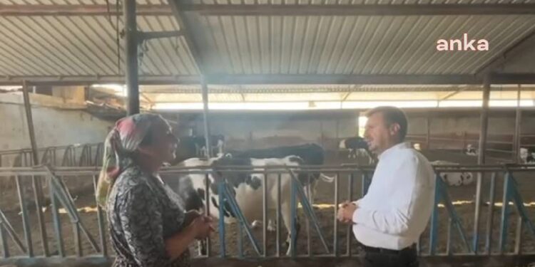 Süt hayvanları yine kesime gidecek; batan, satılan işletme sayısı artıyor!