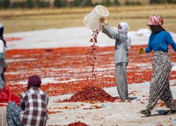 Tarım işçilerinin göç yolu değişiyor: Yerel istihdam imkanları artıyor