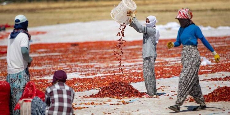 Tarım işçilerinin göç yolu değişiyor: Yerel istihdam imkanları artıyor